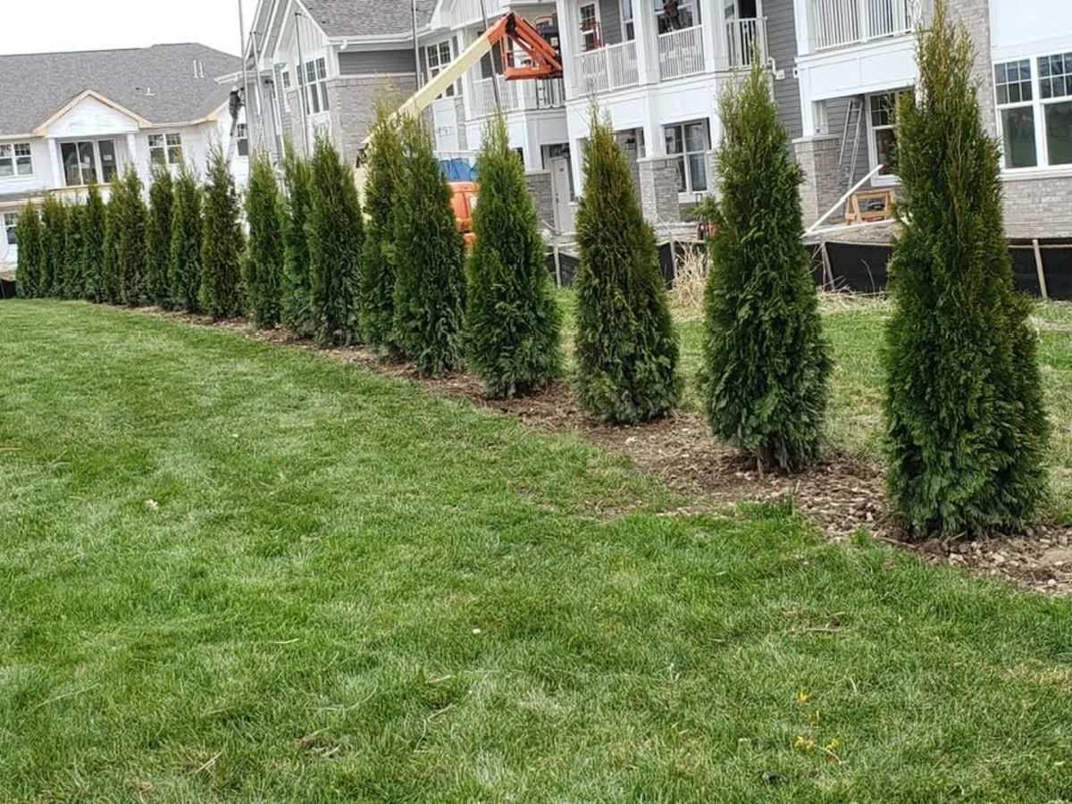 Row of arborvitae planted along a property line