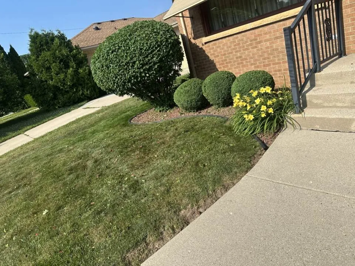 Trimmed shrubs and daylilies in a mulch bed beside a front walkway