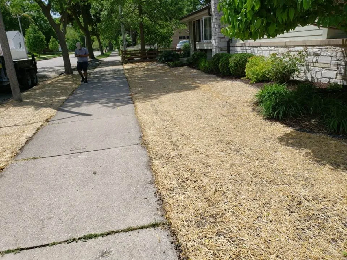 Newly seeded strip covered in straw beside a sidewalk