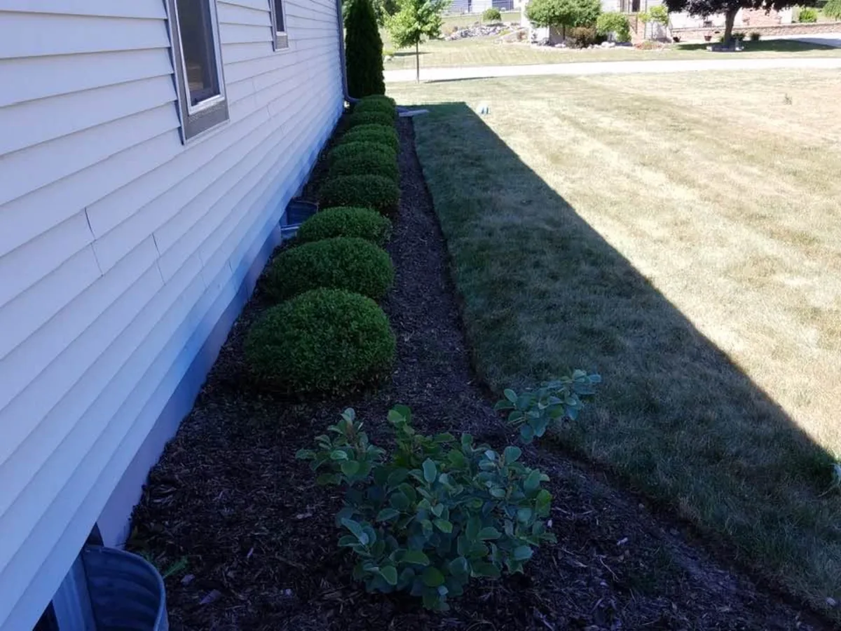 Row of small round boxwoods in a dark mulch bed
