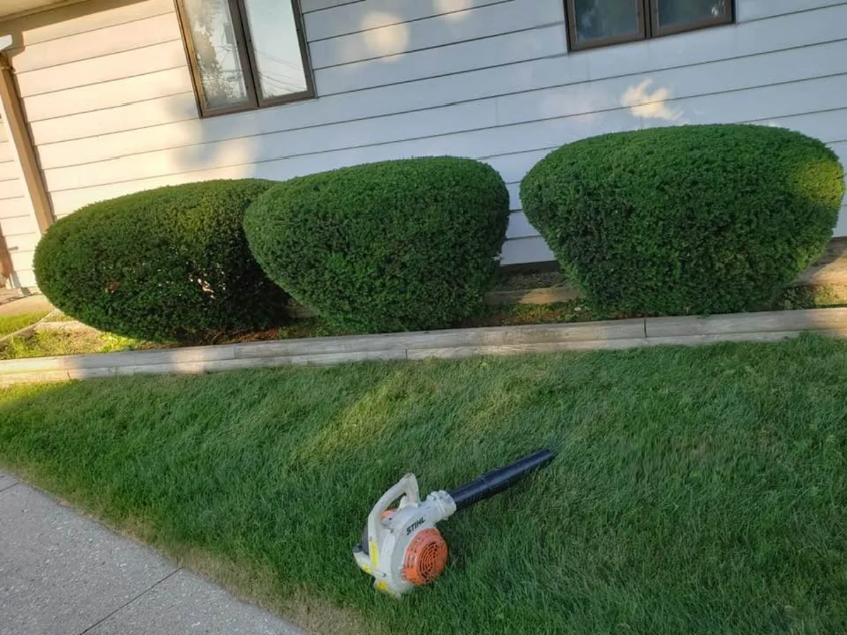Two rounded trimmed bushes beside a house after a yard cleanup